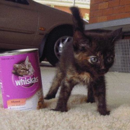 No photo for Minature Kitten Little Miss Cadbury