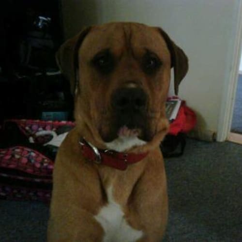 No photo for **Adoption Pending** Ringo