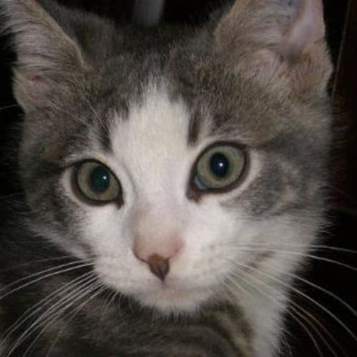 No photo for **Adoption Pending** Cassie