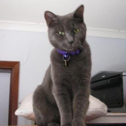No photo for Magic   Adopted