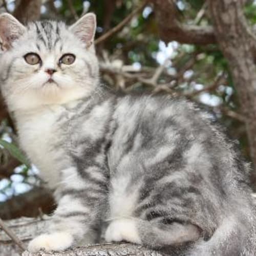 No photo for Narhanee Adoption Pending