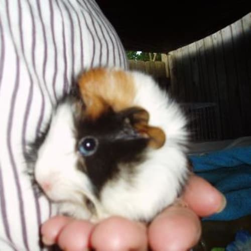 No photo for Fuzzy