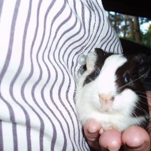 No photo for Panda