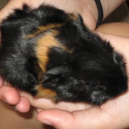 No photo for Pixie