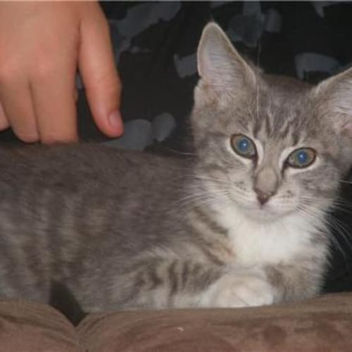 No photo for **Adoption Pending** Coraline