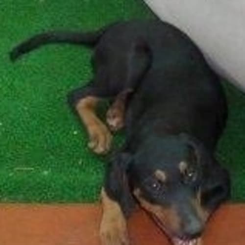 No photo for Dobie   Adopted