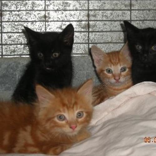 Eany, Meany, Miney and Moe