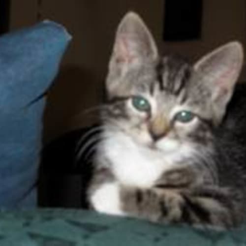 Mittens