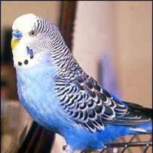 No photo for Blue