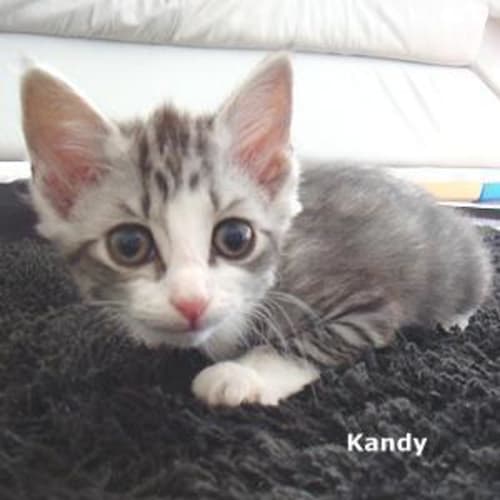 Kandy