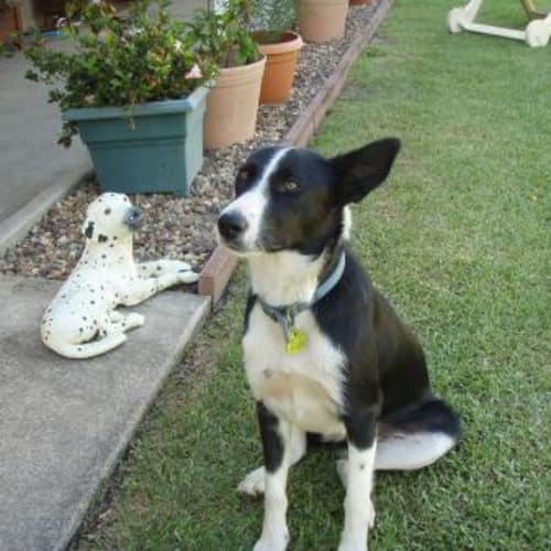 No photo for Penny Adoption Pending