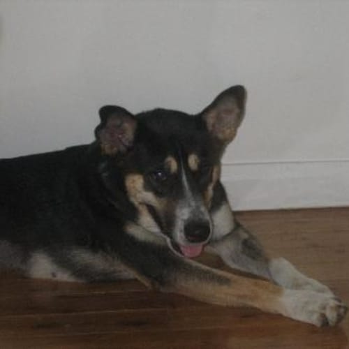 No photo for Sheeba