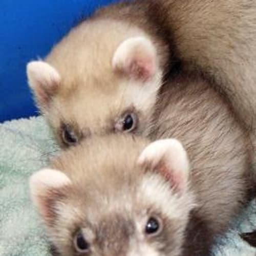 No photo for Ferret Kit 2