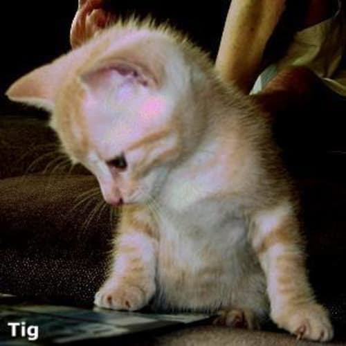 Tig