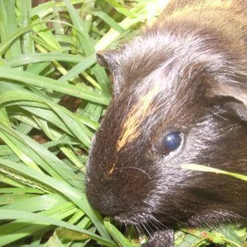 No photo for Blacky