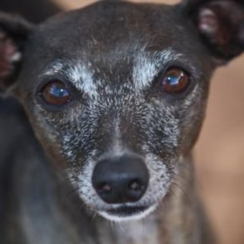 No photo for Coco   Rehomed!