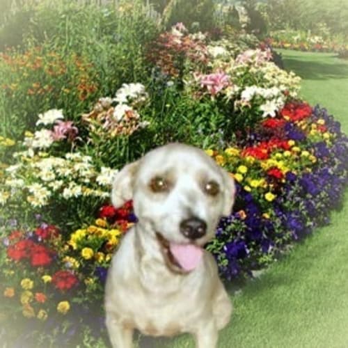 No photo for Alfy  Adopted!