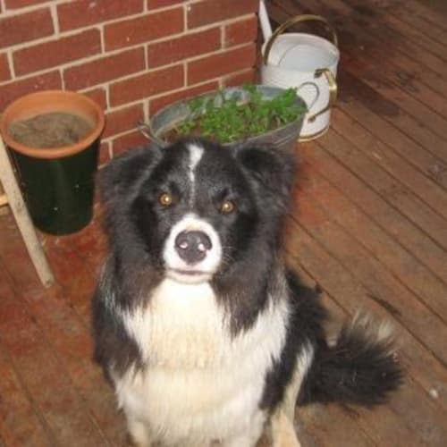 No photo for *On Trial* Drover