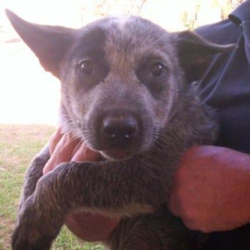 River - Adopted