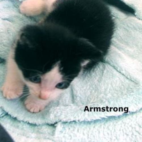 Armstrong