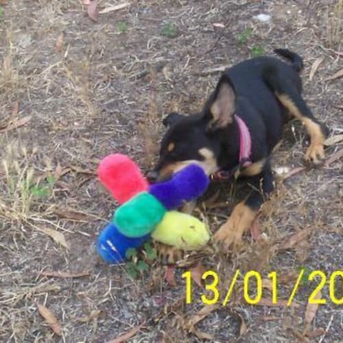 No photo for "Misty"   Cute As A Button