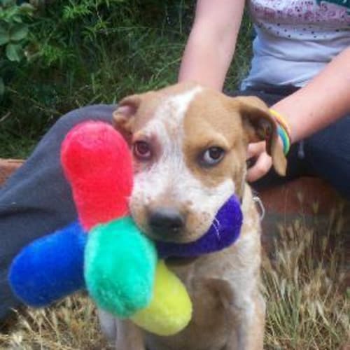 No photo for G'day.....I'm Humphrey   Adopted