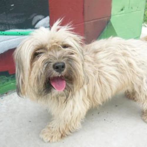 No photo for Imp # K48445