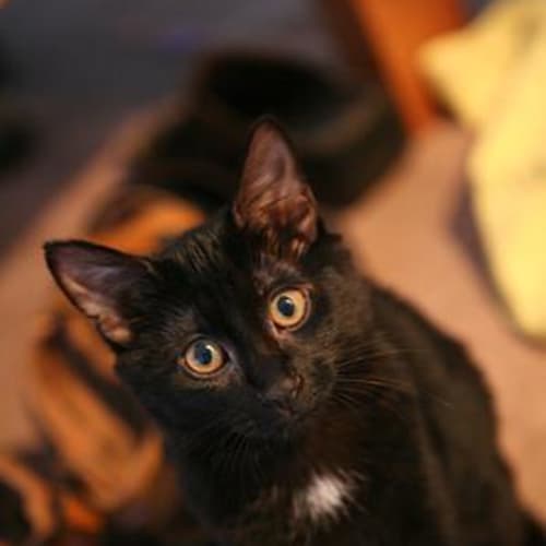 No photo for Kitten 2