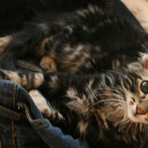 No photo for Kitten 3