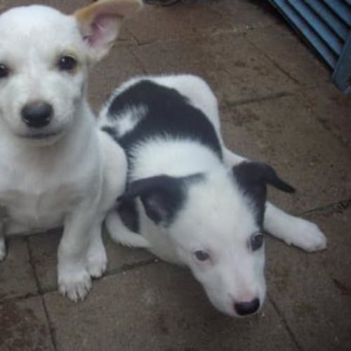 No photo for Elvin On Trial