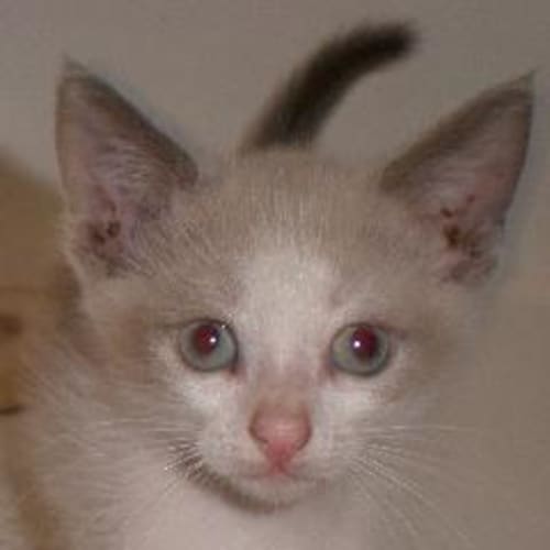 No photo for Indianna