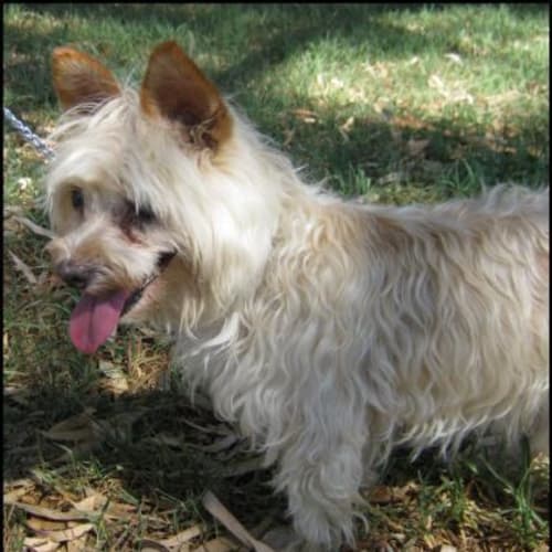 No photo for Newbie To Silky Rescue