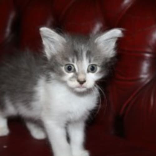 No photo for Annabelle