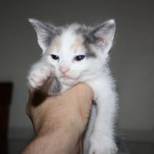 No photo for Bridgette