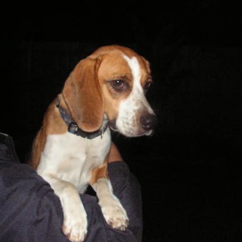 No photo for Lelia (On Trial)