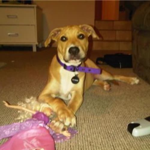 No photo for Jake   On Trial