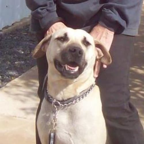 No photo for Goldie (No More Enquiries Please)