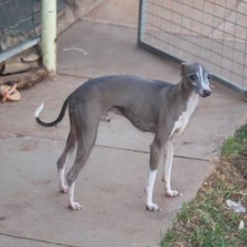 No photo for Oliver   Rehomed!