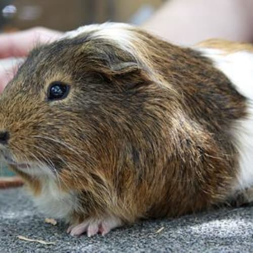 No photo for Swifty!