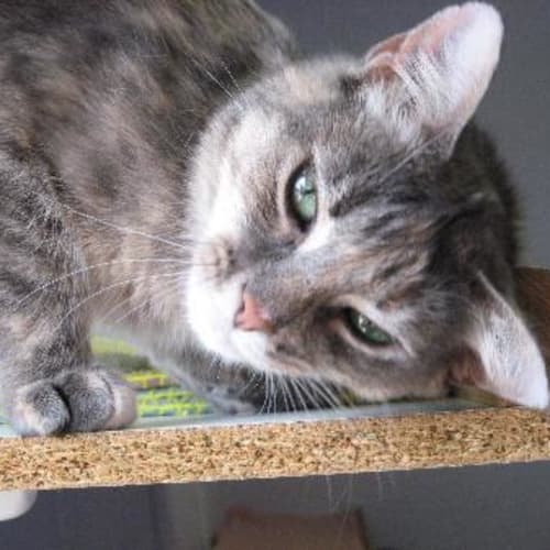 No photo for Twinkle