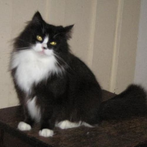 No photo for *Minette **Now Adopted**