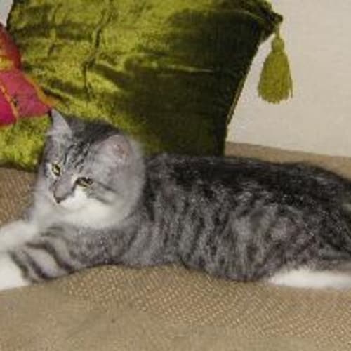 No photo for Maurice **Now Adopted**