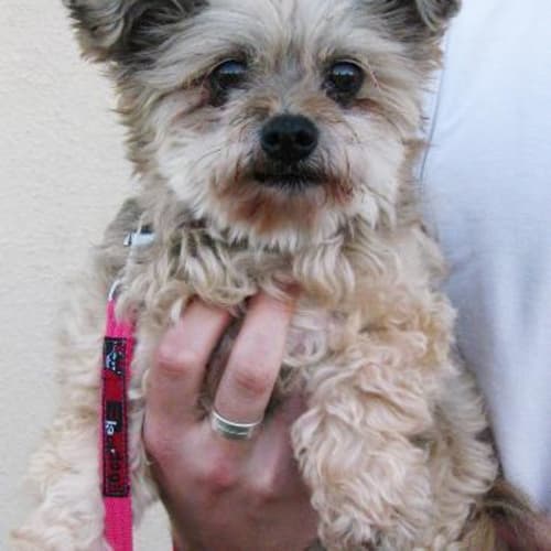 No photo for Miss Bear