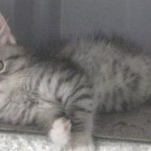 No photo for Jean Paul **Now Adopted**