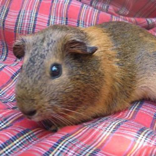 No photo for Maple Syrup ~On Hold~