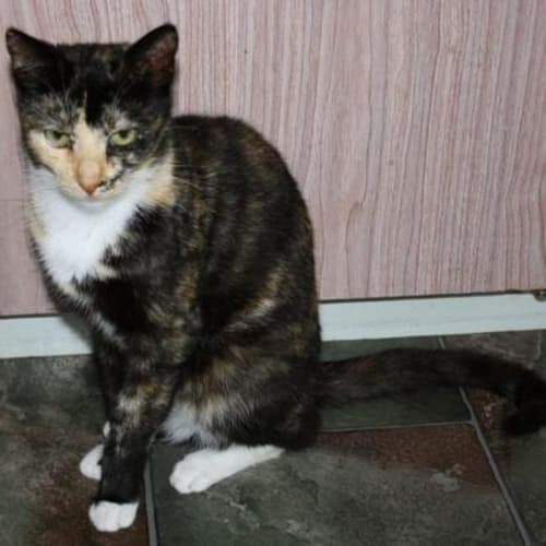 No photo for Magnolia