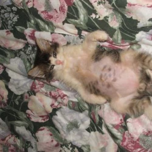 No photo for Marlo & Kirby