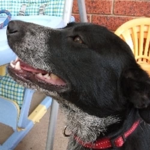 No photo for Sophie *Adoption Pending*