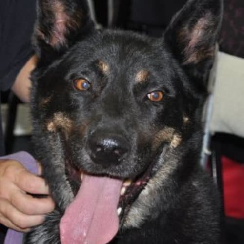 No photo for Leo *Adoption Pending*