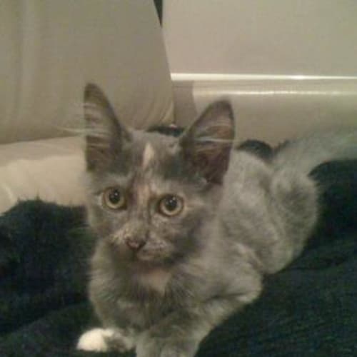 No photo for **Adoption Pending**